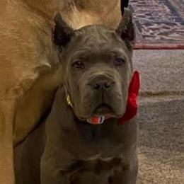 Girl 1 - Gray female Cane Corso puppy in Olympia, Washington from Grayling Dawn Cane Corso