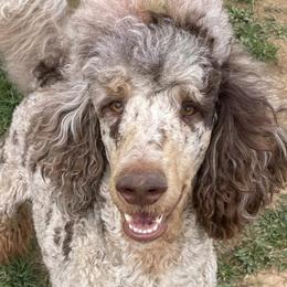 Goldendoodles and Labradoodles from Doodling Around