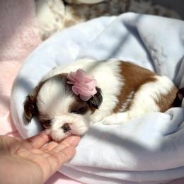 Ester - Red and white female Shih Tzu puppy in Frederick, Maryland from Shih Tzu Puppy in Maryland