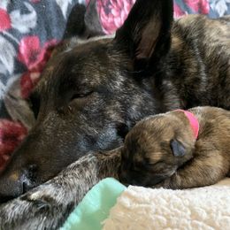 Dutch Shepherd Puppies from Monadnock Dutch Shepherds
