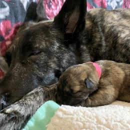 Dutch Shepherd Puppies from Monadnock Dutch Shepherds