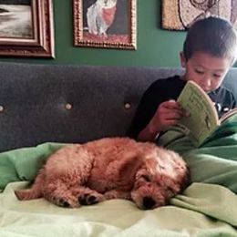 Australian Labradoodle Puppies from North Country Australian Labradoodles