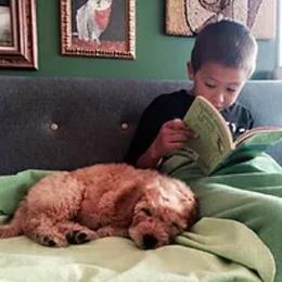 Australian Labradoodle Puppies from North Country Australian Labradoodles