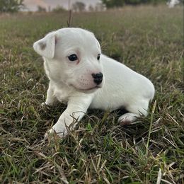 Olaf - White male Russell Terrier puppy in Valley Mills, Texas from Bar Rafter C Shorty Jacks