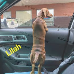 Dachshund and Labrador Retriever All Grown Up from Double Trouble Dachshunds & Labs