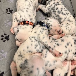 2nd pick male - White and black male Dalmatian puppy in Arlington, Texas from Bri’s Spot Garden - Glasscock Dalmatians