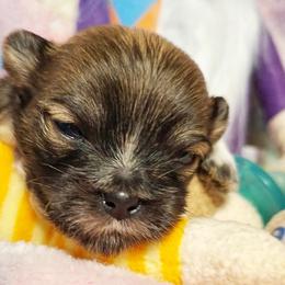 Zenobia (zenna) - White female Mi-Ki puppy in Toronto, Ohio from Shekinah’s Mi-Kis & Cricket Hill’s Westies