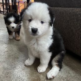 Girl 1 Sparrow - Black tri female Toy Australian Shepherd puppy in Bristow, Iowa from Pine Ridge Toy Aussies