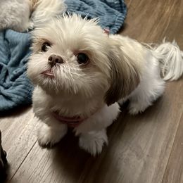 Shih Tzu Puppies from Prescious Shih Tzu’s