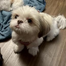 Shih Tzu Puppies from Prescious Shih Tzu’s