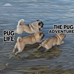 Pugs from Swift Pigd