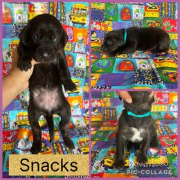 Snacks - Blue female Catahoula Leopard Dog puppy in Forbes, Minnesota from North Country Catahoulas