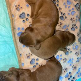 Male 5 - luna - Dark golden male Golden Retriever puppy in Yucaipa, California from Blessed Goldens