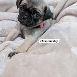Christmasley - Brindle female Pug puppy in Hartsville, South Carolina from PearlsPlayhousePugs