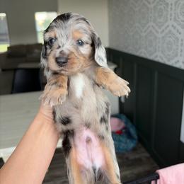Reese's - Dapple male Dachshund puppy in Middlebury, Indiana from Hoosier Doxies