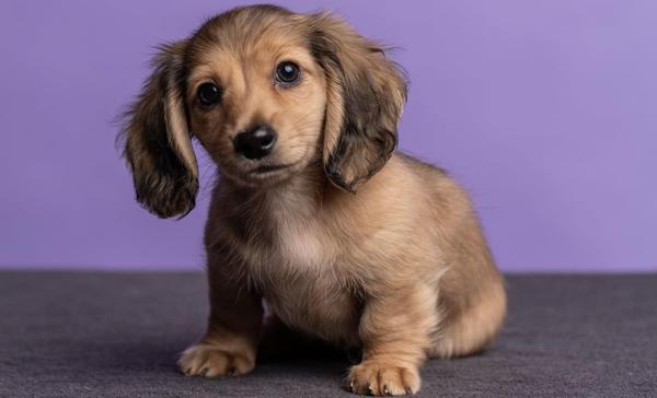 Puppy longhaired dachshund sits with a purple backdrop