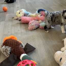 Miniature Australian Shepherd and Toy Australian Shepherd Puppies from Cherry Grove Kennel