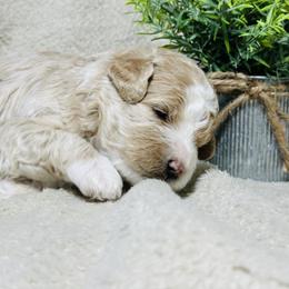 Frosty - Phantom male Bernedoodle puppy in Leesport, Pennsylvania from Bechtel’s Bernadoodles
