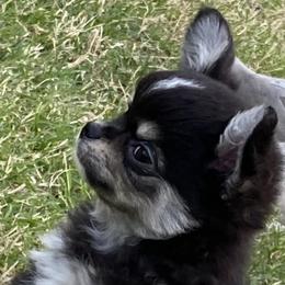 Diego 3800 - Black and tan male Chihuahua puppy in Tulsa, Oklahoma from Hart's Chihuahuas