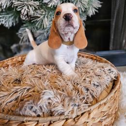 Ginger - Red and white male Basset Hound puppy in Lone Jack, Missouri from Wee Little Bassets