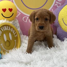 Red collar - Yellow female Labrador Retriever puppy in Heath Springs, South Carolina from Rich Hill Retrievers