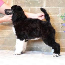 Poodles from Mary jo's Poodles