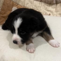 Fujara - Black tri-color male Australian Shepherd puppy in Bennett, Colorado from Alolan Angel Aussies