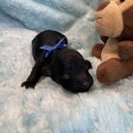 Ace - Black male Poodle puppy in Bee Branch, Arkansas from Scroggins Creek Doodles