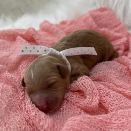 Girl 1 - female Goldendoodle puppy in Fayetteville, Georgia from Darling Doodles