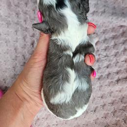 Pilot - Merle male Cavapoo puppy in London, Kentucky from Blue Meadow Puppies