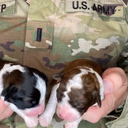Crue - Black and white Aussiedoodle puppy in Albertville, Alabama from Home Sweet Home Doodles LLC
