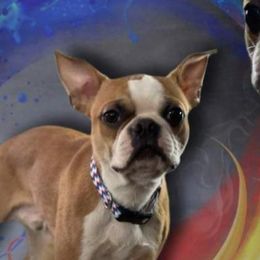 Sunny - Boston Terrier