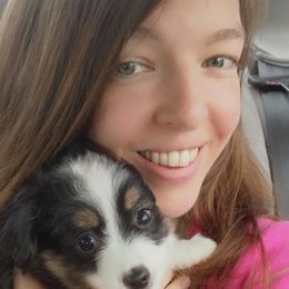 Miniature Australian Shepherd and Toy Australian Shepherd Puppies from Sunset Hill Mini & Toy Aussies