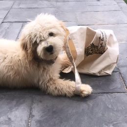 Goldendoodle Puppies from High Country Mini Goldendoodles