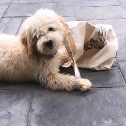 Goldendoodle Puppies from High Country Mini Goldendoodles