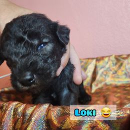 Bedlington Terrier Puppies from Dreamy Muse Bedlingtons