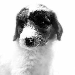Boy 2 - Blue merle Aussiedoodle puppy in Leitchfield, Kentucky from Salt River Kennels