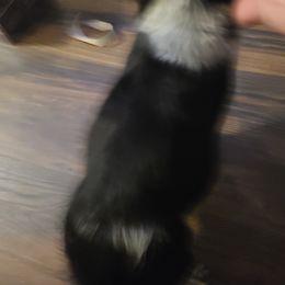 English Springer Spaniel Puppies from Savannah River Springers