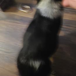 English Springer Spaniel Puppies from Savannah River Springers