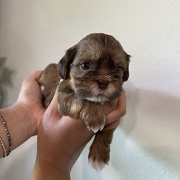 Juno - Liver and white male Shih Tzu puppy in Gulf Breeze, Florida from Garry's Shih Tzus