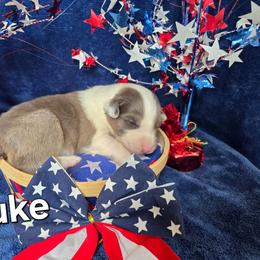 Luke Skywalker - Blue merle male Australian Shepherd puppy in Smithfield, Utah from Invictus Farms