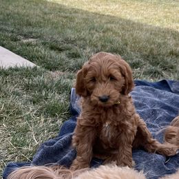 "Girl #4 " Goldendoodle Puppies from Desert Sage Doodles
