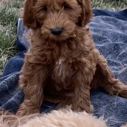 "Girl #4 " Goldendoodle Puppies from Desert Sage Doodles