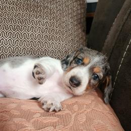 Silky wirehaired Mickey AKC - Dapple male Dachshund puppy in Torrance, California from Lucky Dachshunds