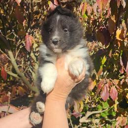 Ebony - Black and white female Shetland Sheepdog puppy in Weedsport, New York from M&M Shelties and Smooch-A-Bulls English Bulldogs