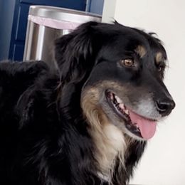 Woman - Australian Shepherd