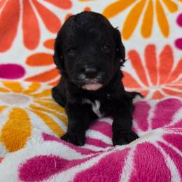 Pippa - Black and white female Sheepadoodle puppy in Owensville, Missouri from Oak Valley Kennels