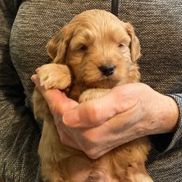Goldendoodle Puppies from Northwoods Goldendoodles