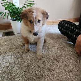 Shetland Sheepdog Puppies from Kountry Home Shelties