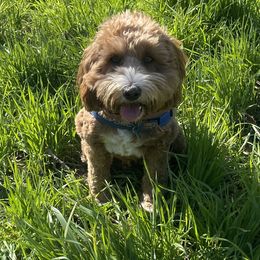 Shasta - Goldendoodle